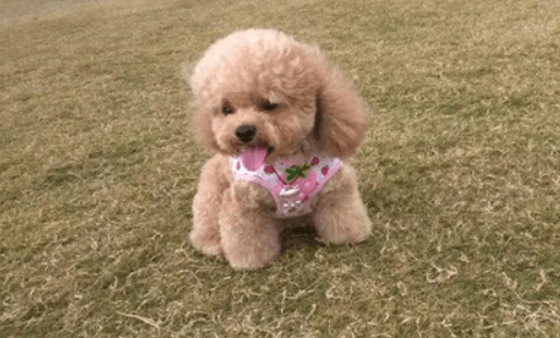 贵宾犬每年都打疫苗吗？一般都是这样的