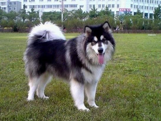 怎样训练阿拉斯加犬?一些训练它的方法技巧
