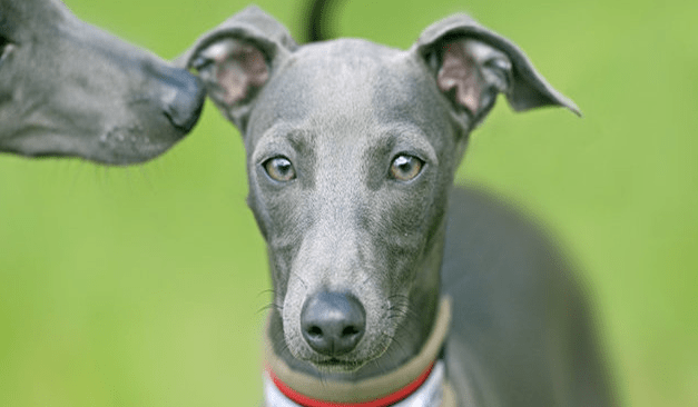 灵缇犬训练方法 怎么成为一只&ldquo;奔跑的汪&rdquo;