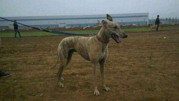 那种犬是最好的猎兔犬?哈利犬是首选