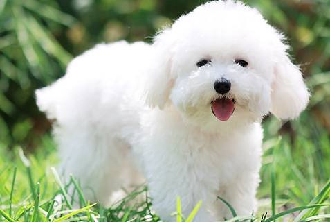 小型宠物狗价格，小型犬品种及价格详单