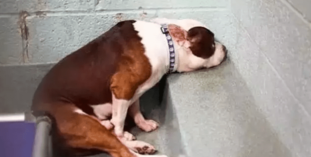 不想养狗了怎么处理,这些办法帮你减轻负担