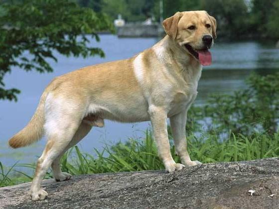 拉布拉多吃了就吐怎么回事,看看是不是这些原因