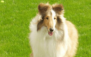 牧羊犬怎么样训练?  优不优秀就看你怎么训了