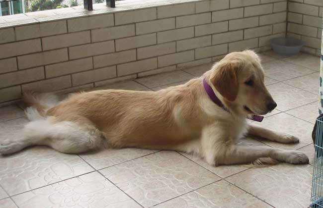 金毛犬一般吃什么，金毛营养饮食大全