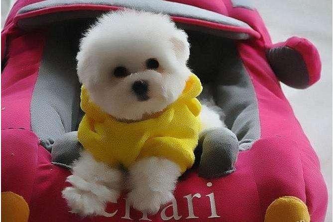 比熊犬和泰迪哪个好?比比才知道