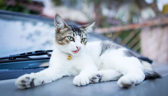 猫有狂犬病吗