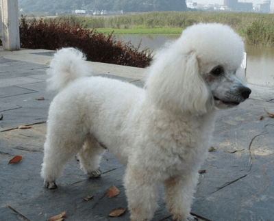 贵宾犬不吃狗粮怎么办?首先要先分析原因