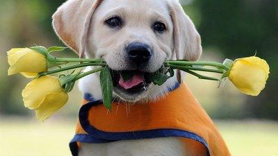 拉布拉多掉毛厉害吗？理性客观的来分析下