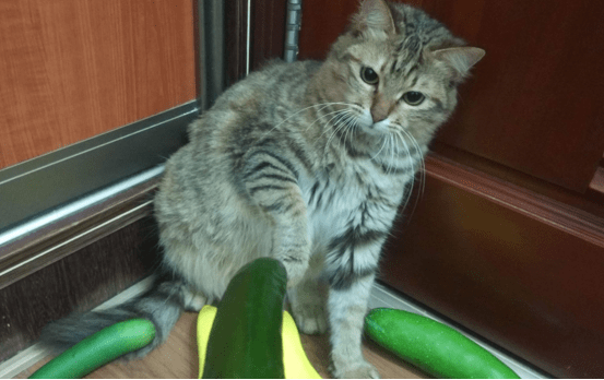 猫为什么怕黄瓜?不是怕其实是因为这个原因