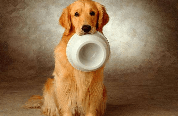 金毛吃什么狗粮好? 畅销狗粮品牌专业评测