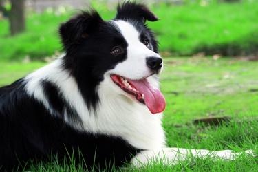 边境牧羊犬的训练方法,这些方法可以看看
