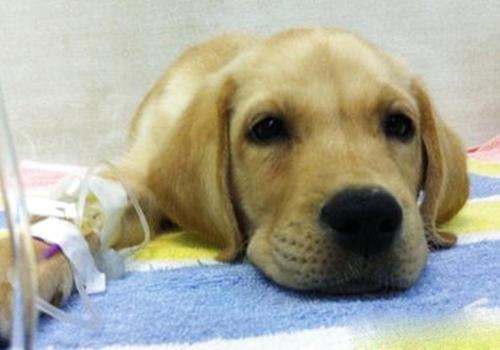 狗发抖是怎么回事?除了冷可能还有这些原因