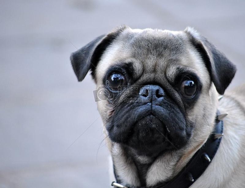 沙皮狗的性格,高傲冷漠是常有的事