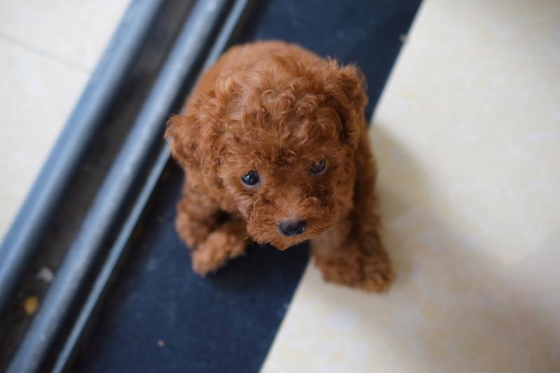 泰迪犬怎么样?看看大街上什么狗狗最多就知道了