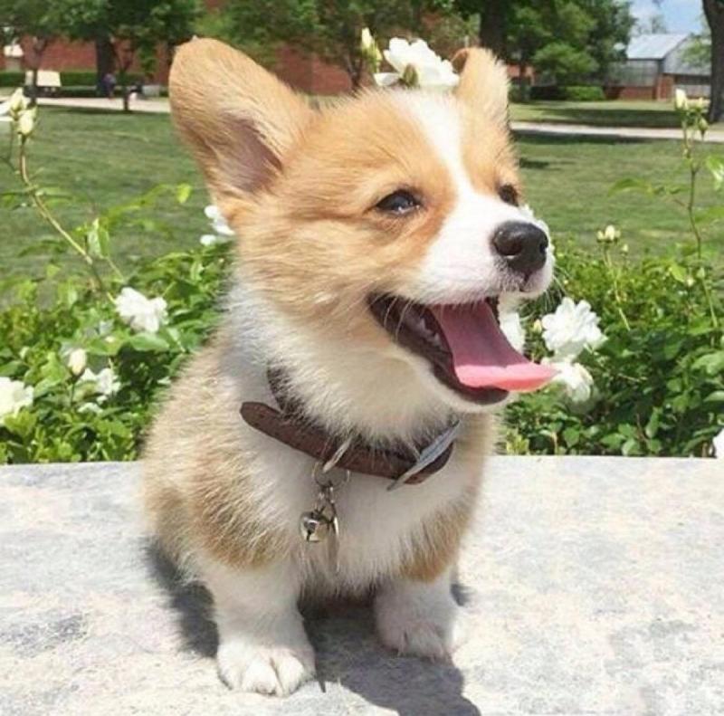 怎样训练柯基犬?小短腿该这样训练