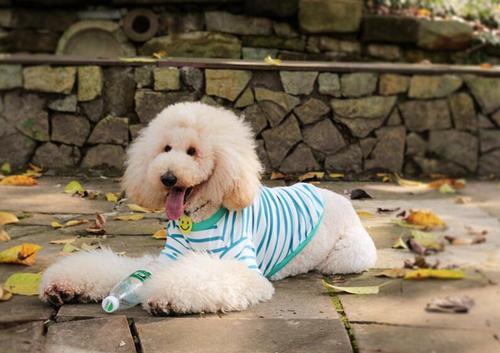 贵宾犬吐狗粮怎么办?找到原因才好想办法