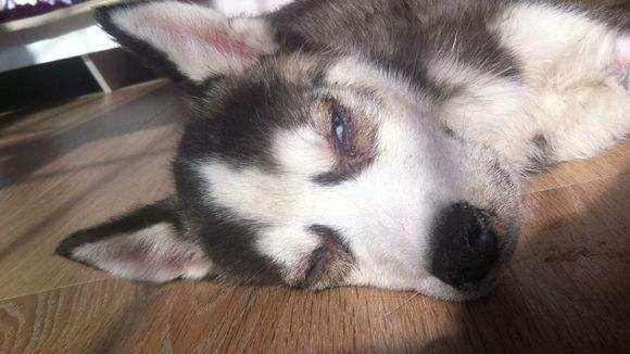 狗瘟的症状有哪些?这些症状要早知