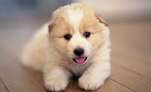 狗狗从小不爱吃饭怎么办?要准确的找到原因