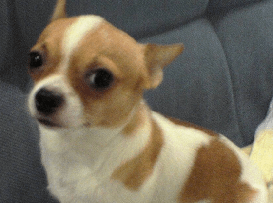 可爱的宠物狗有哪些,这三种常见的了解一下