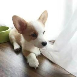 柯基犬爱叫吗,这不是它的天性