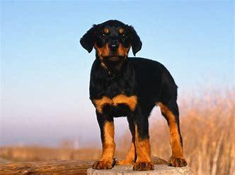罗威纳是烈性犬吗?你可能误会它们了