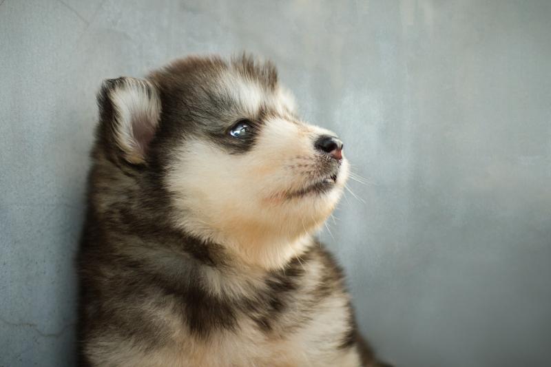 阿拉斯加犬多重？一般人应该是抱不动的