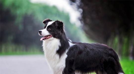 边境牧羊犬会不会看家？看完这些你应该就会明白
