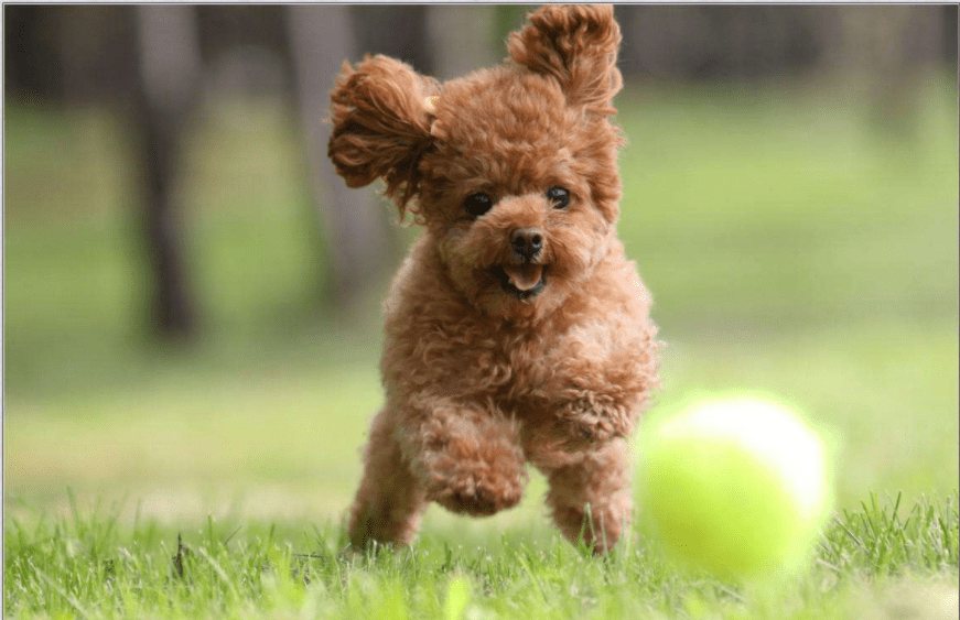 泰迪不爱吃狗粮怎么办,这样做便不再挑食