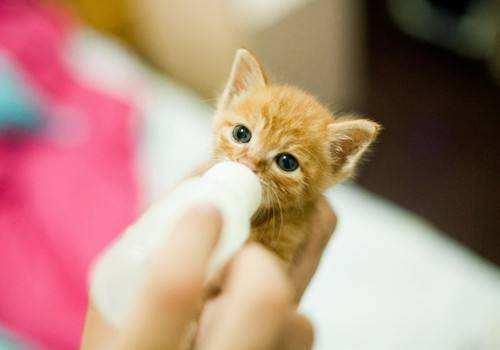 小猫拉稀能自愈吗?也要分轻重缓急