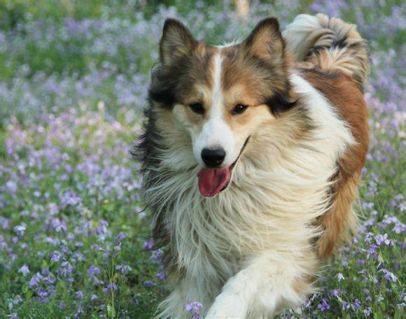 狗狗得了犬瘟热怎么办,这个要分轻重缓急来决定