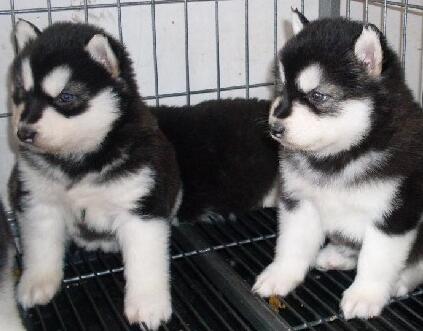 阿拉斯加犬吃什么食物，饮食注意事项大全