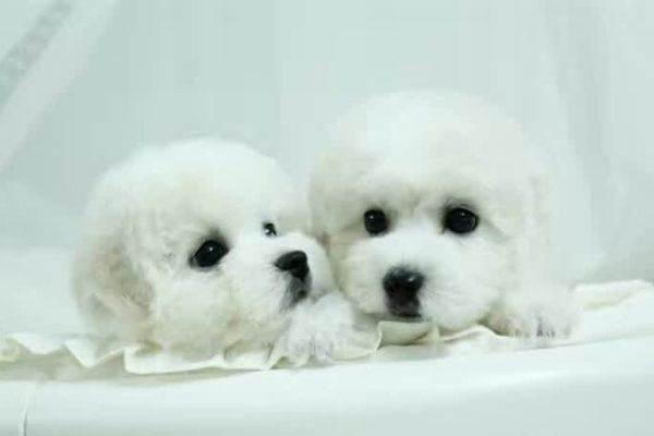 比熊幼犬吃什么?比熊的饮食详解