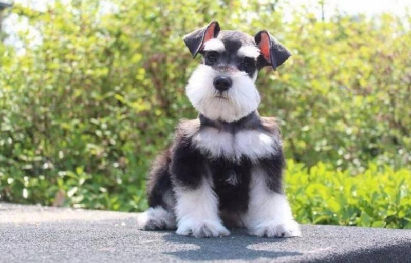 雪纳瑞多大开始训练？都是有个标准的