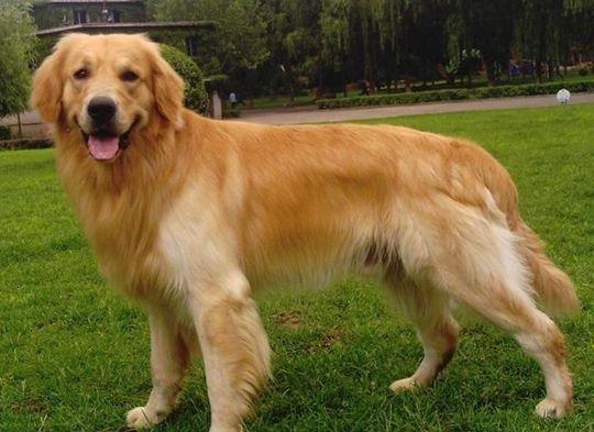 边境牧羊犬金毛哪个好养?不仔细比对还真难选择