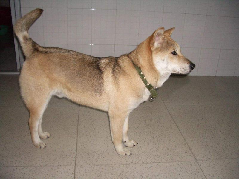 中华田园犬怎么养?最好养的狗没有之一