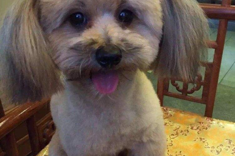 杂交的贵宾犬聪明吗?这个取决于这几个方面