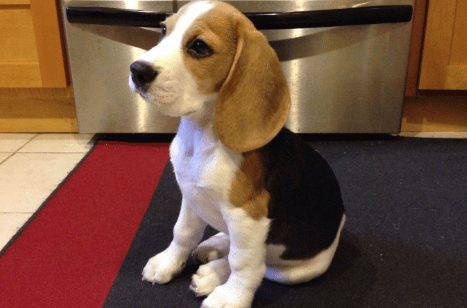 比格犬的性格很温顺么?其实并没有那么温顺