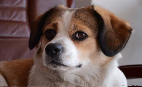 小狗能喝酸奶吗?控制好份量是可以的