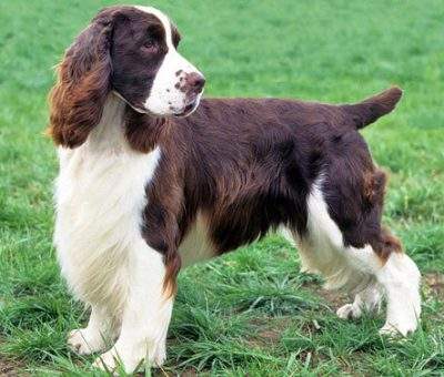 史宾格犬缺点有哪些,是你喜欢的史宾格吗