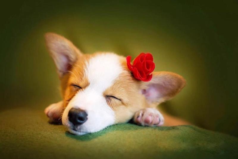 柯基犬为什么很少有人养?原因很现实也很实在