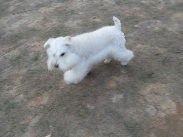 白色雪纳瑞多少钱一只?看清楚看明白再入手