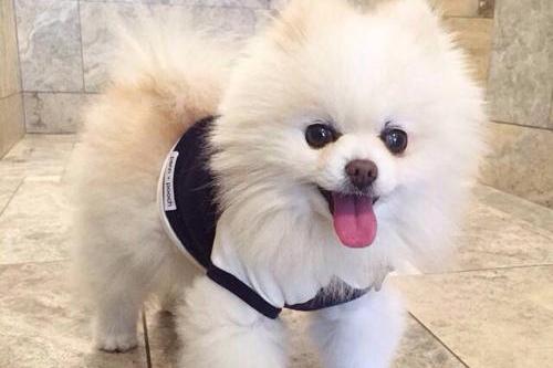 博美喝水要注意事项,喝水的确是有讲究的