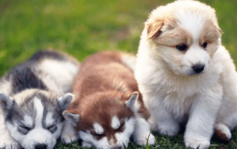 小狗一抽一抽的像打嗝，这种情况怎么办