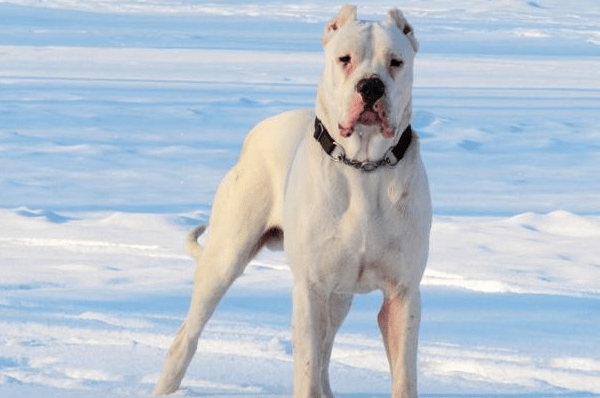 杜高犬咬人吗? 那是你对它不了解