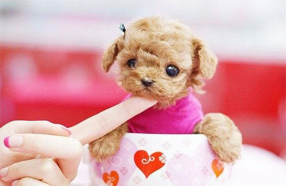 成年茶杯犬有多大?普通茶杯般大小