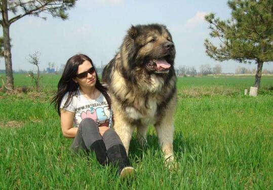 高加索犬一天吃多少?胖子都是吃出来的