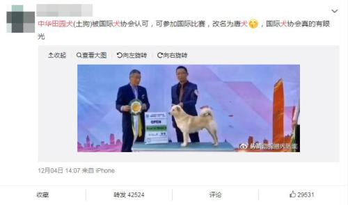 中华田园犬更名为唐犬？主办方辟谣：不能划等号