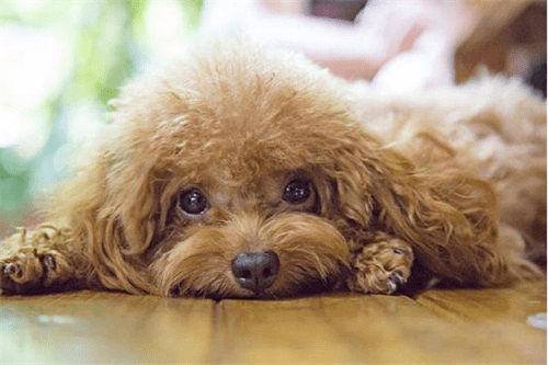 三个月的泰迪吃多少狗粮,注意饮食调控