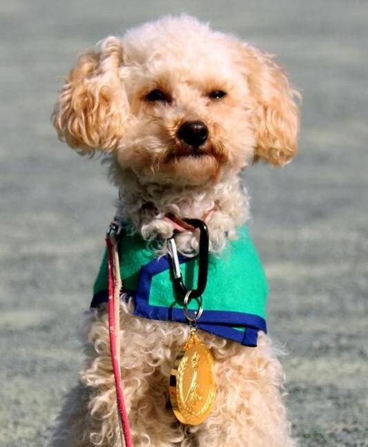 原定安乐死的玩具贵宾通过审核成为特约警犬